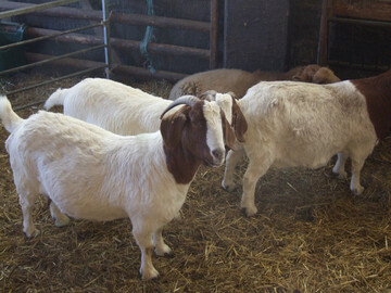 Der Verdacht auf die Maul- und Klauenseuche bei einer Ziege im Landkreis Barnim hat sich nicht best�tigt.
