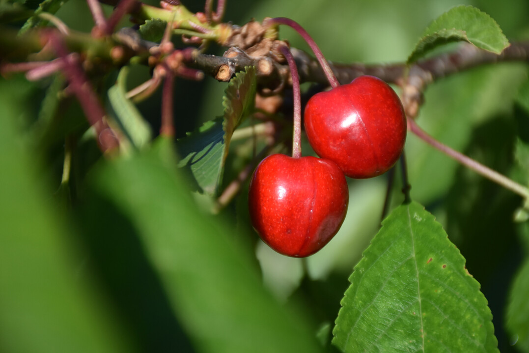 Fast reife Kirschen am Baum.