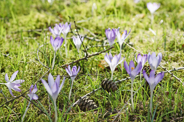 Krokusse sind neben Schneeglöckchen, Winterlingen und anderen Zwiebelzwergen die ersten blumigen Frühlingsboten.