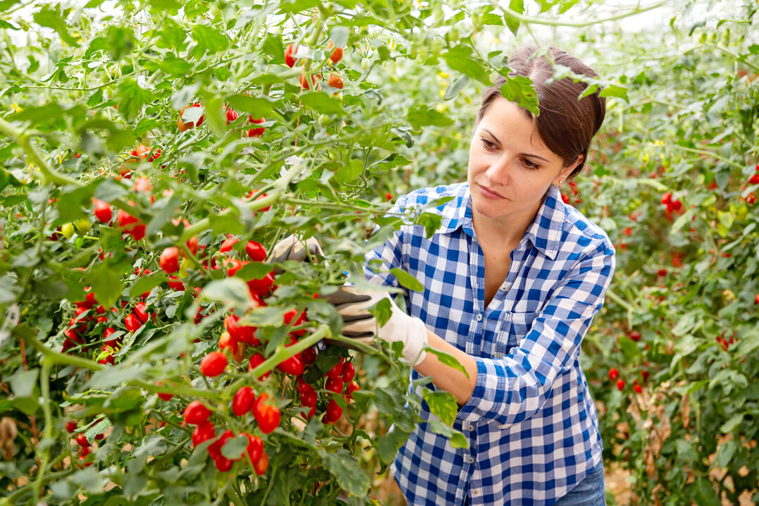 Junge Landwirtin erntet Tomaten.