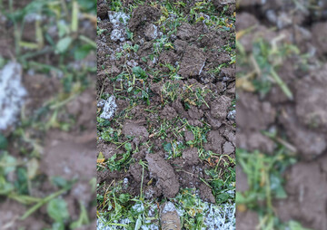 Die flache Einarbeitung von Zwischenfr�chten mindert das Risiko von Stickstoffverlusten.