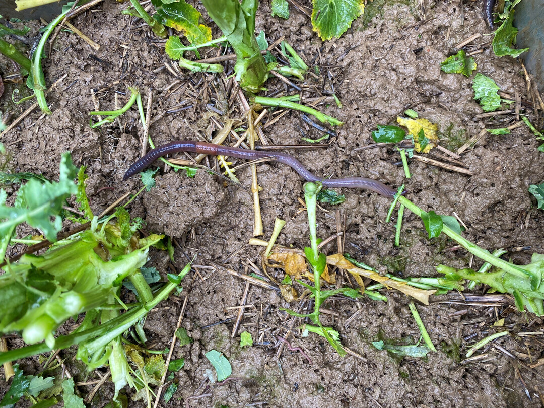 Regenwürmer mögen mehrjährige Blühstreifen, diese Strukturen tragen also auch zur unterirdischen Artenvielfalt bei.