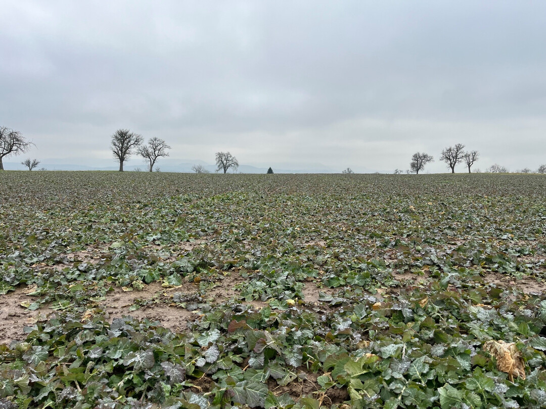Bei der Blattd�ngung ist es sinnvoll, direkt wesentliche Mikron�hrstoffe f�r die Kulturen mit abzudecken.