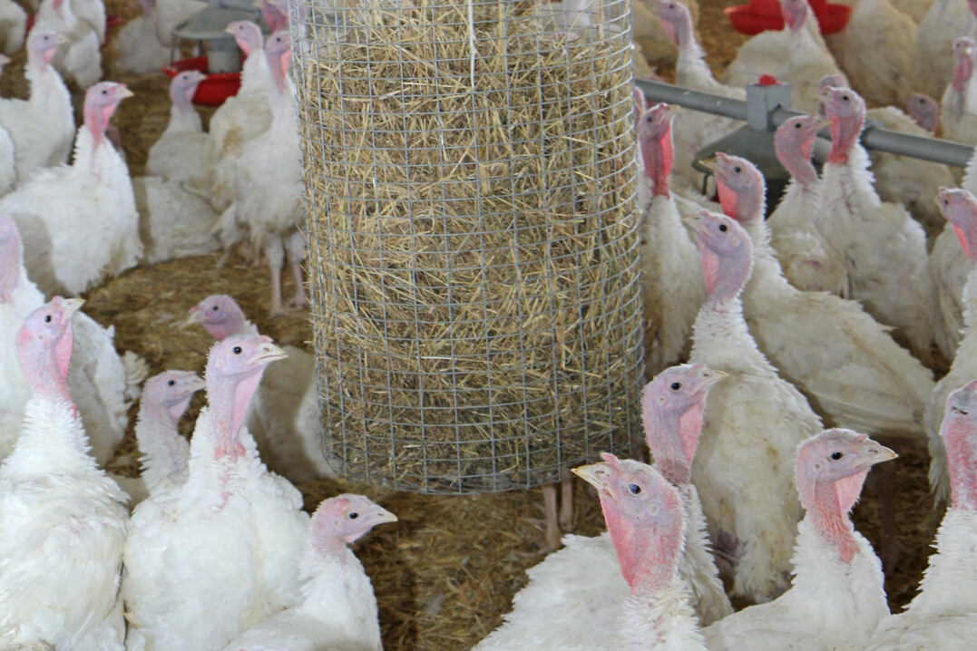 In einem Putenmastbetrieb in der Nähe von Ilshofen (Landkreis Schwäbisch Hall) ist Mitte Januar die Geflügelpest ausgebrochen. Seither gelten in der Region strenge Sicherheitsmaßnahmen.