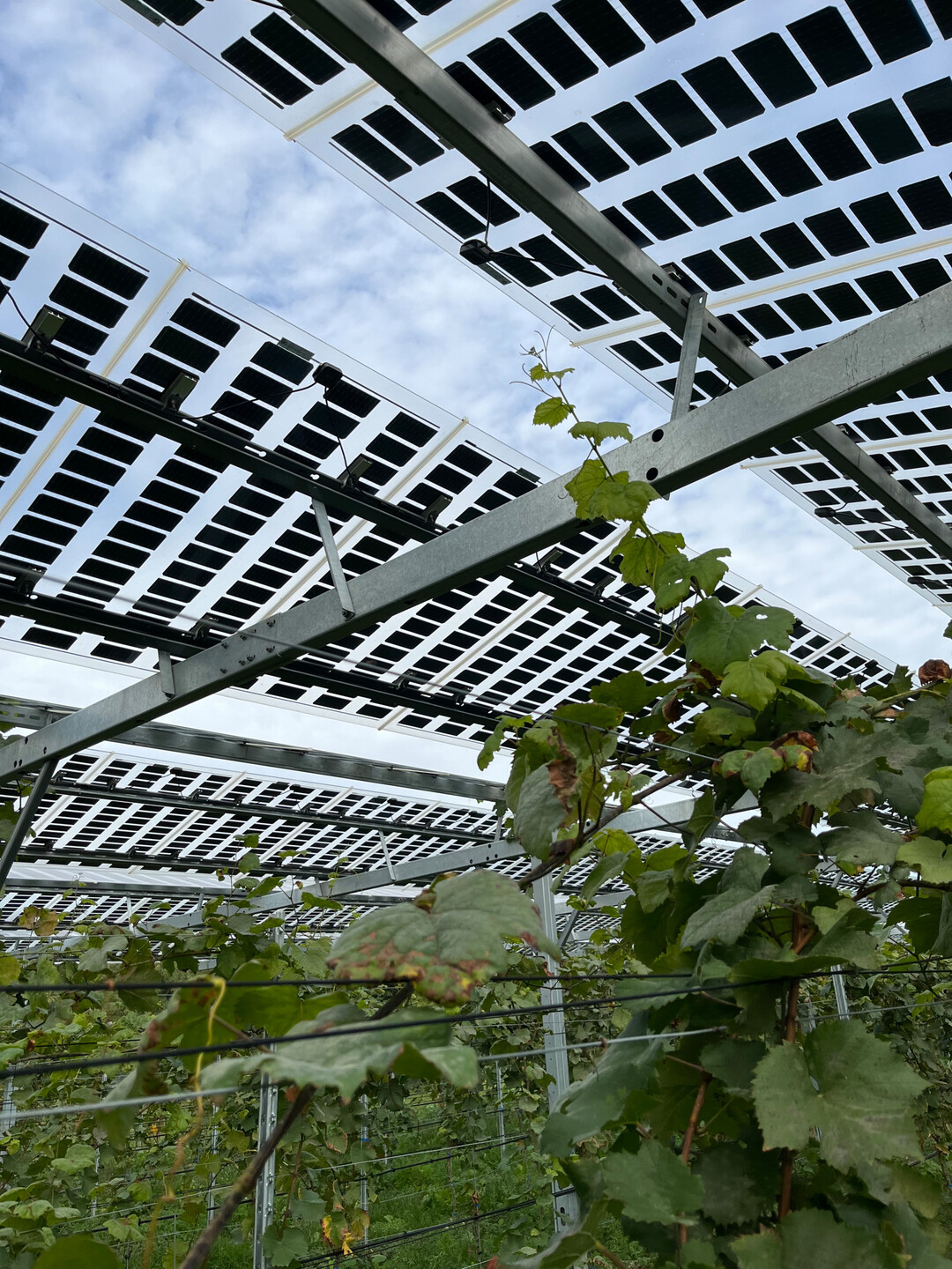 Die ZG Raiffeisen steigt mit einem Partner in das Gesch�ft mit Agri-PV-Gro�anlagen ein. 