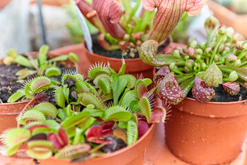 Insektenfressende Pflanzen haben auch fast 150 Jahre nach ihrer wissenschaftlichen Beschreibung durch den Naturforscher Charles Darwin nichts an ihrer Faszination verloren. 