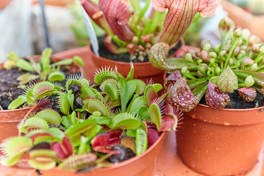 Insektenfressende Pflanzen haben auch fast 150 Jahre nach ihrer wissenschaftlichen Beschreibung durch den Naturforscher Charles Darwin nichts an ihrer Faszination verloren. 