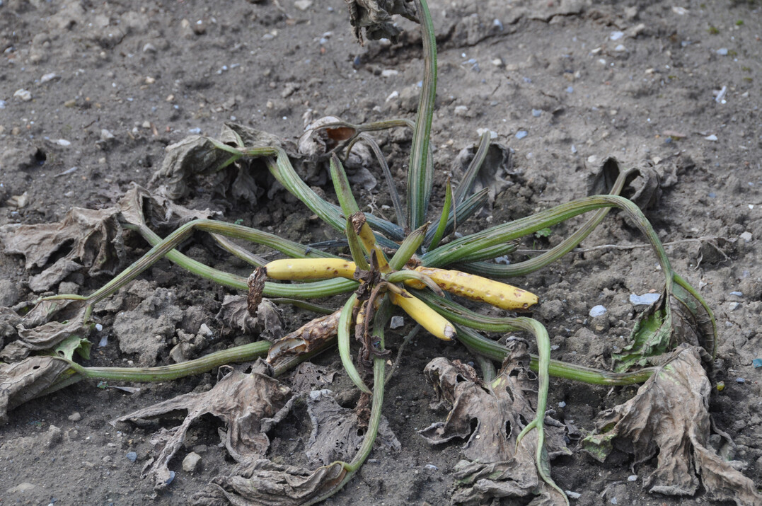 Wiederholte Regenf�lle verhinderten 2024 das ansonsten empfohlene Aufhacken der Bodenoberfl�che. Im tagelang puddingartigen Boden starben die Wurzeln verschiedener Gem�searten ab.