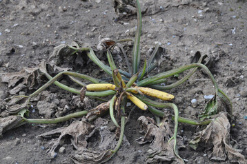 Wiederholte Regenfälle verhinderten 2024 das ansonsten empfohlene Aufhacken der Bodenoberfläche. Im tagelang puddingartigen Boden starben die Wurzeln verschiedener Gemüsearten ab.