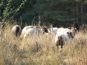 Betriebe, die bereits drei Jahre den Status �unverd�chtiger Bestand� besitzen, k�nnen nun in einen zweij�hrigen Untersuchungsrhythmus umsteigen, auch eine j�hrliche Stichproben- Untersuchung f�r gr��ere Best�nde ist m�glich.