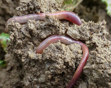 Regenw�rmer reagieren empfindlich auf intensive Bodenbearbeitung.