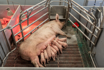 1 Die Geburtsgewichte der Ferkel sowie die Anzahl der abgesetzten Ferkel waren bei der sehr stark stickstoff- und phosphorreduzierten F�tterung der Sauen in dem Versuch in Schwarzenau erkennbar erh�ht.
