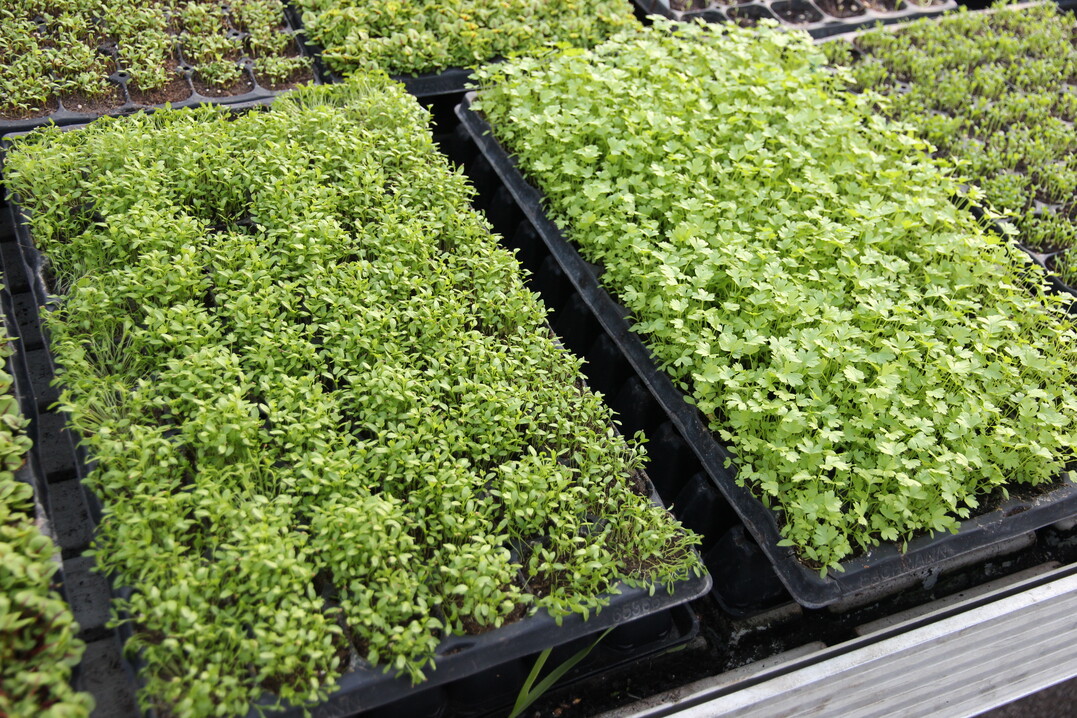 Die Kräuter werden nicht nur in Bioqualität, sondern auch vegan kultiviert.