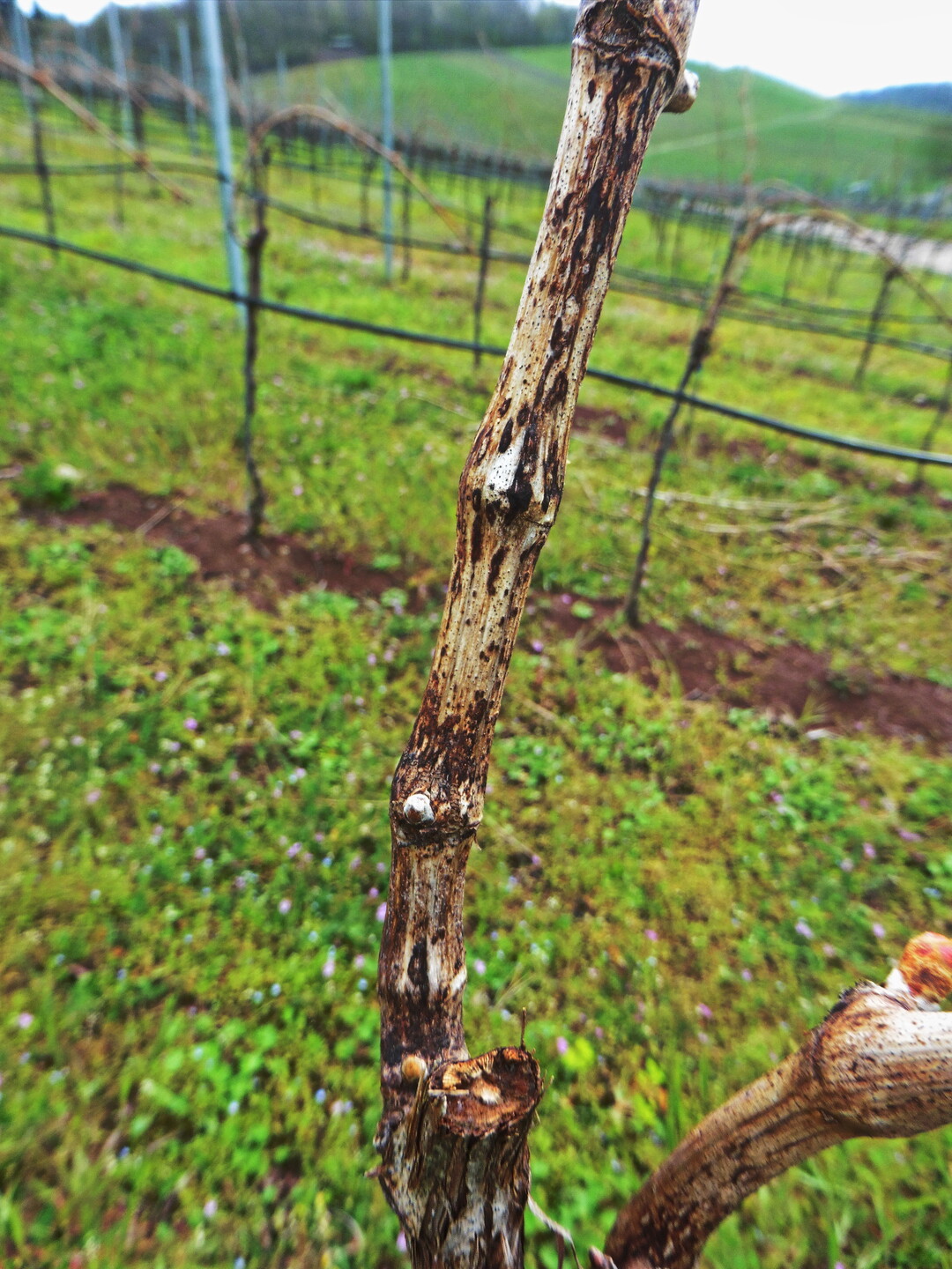 Nicht verwechseln: Schwarzfleckenkrankheit und...