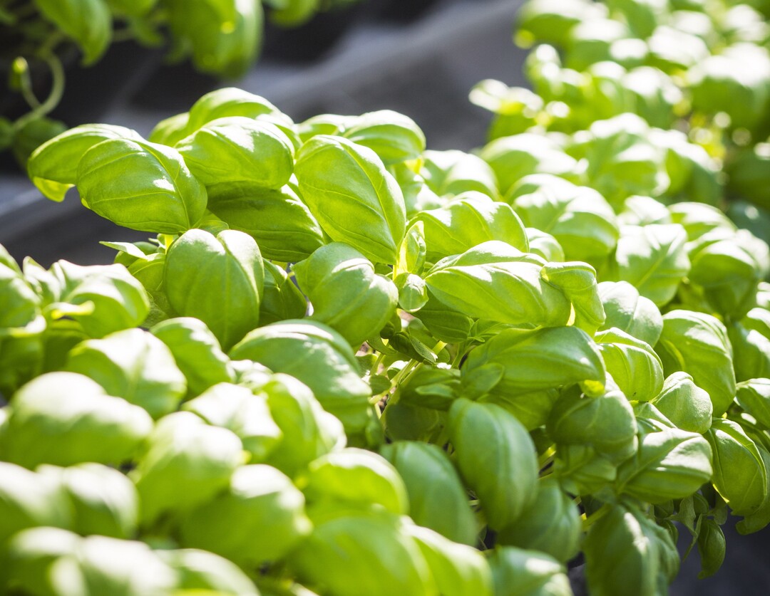 Basilikum ist bekannt - zum Kräutersortiment der Gärtnerei gehören aber weit über 200 verschiedene Arten und Sorten.