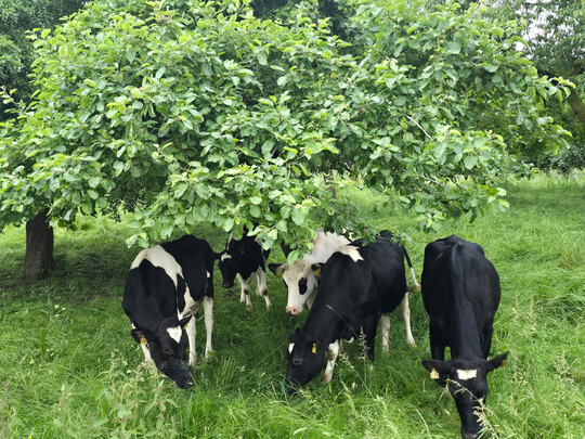 Preistr�ger 2024: Erhalt von Streupbstwiesen. 