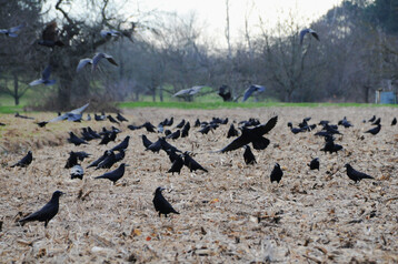 Rabenv�gel am Oberrhein in Baden-W�rttemberg.