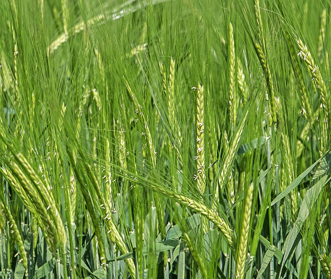 Ein erfolgreicher Sommergersten-Anbau erfordert die situationsangepasste Wahl der Saatstärke.