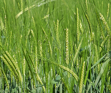 Ein erfolgreicher Sommergersten-Anbau erfordert die situationsangepasste Wahl der Saatst�rke.