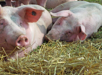 Schweine klimafreundlich und nachhaltig aufziehen und mästen: Welche Maßnahmen hierfür notwendig sind und Erfolg, war Teil des Projekts „SüdSchwein4Klima“, das im vergangenen Dezember zu Ende ging.