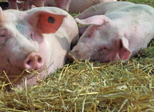Schweine klimafreundlich und nachhaltig aufziehen und m�sten: Welche Ma�nahmen hierf�r notwendig sind und Erfolg, war Teil des Projekts �S�dSchwein4Klima�, das im vergangenen Dezember zu Ende ging.