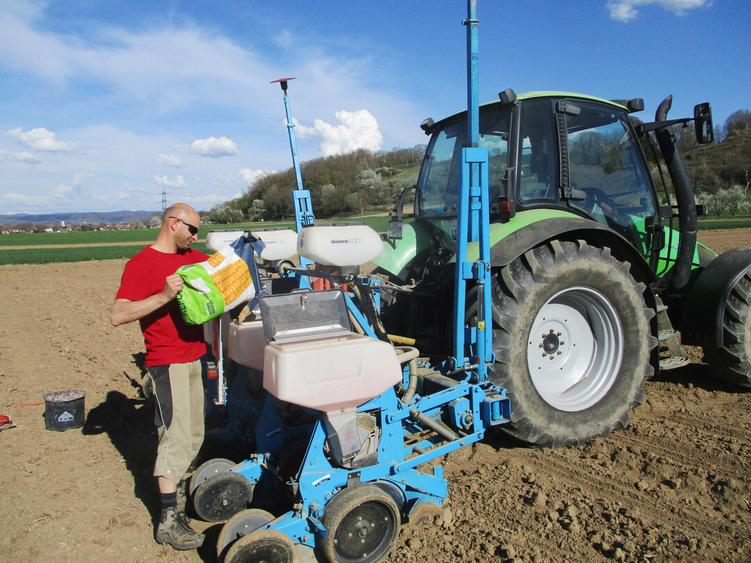 Für die Aussaat 2025 steht ausreichend Maissaatgut zur Verfügung.