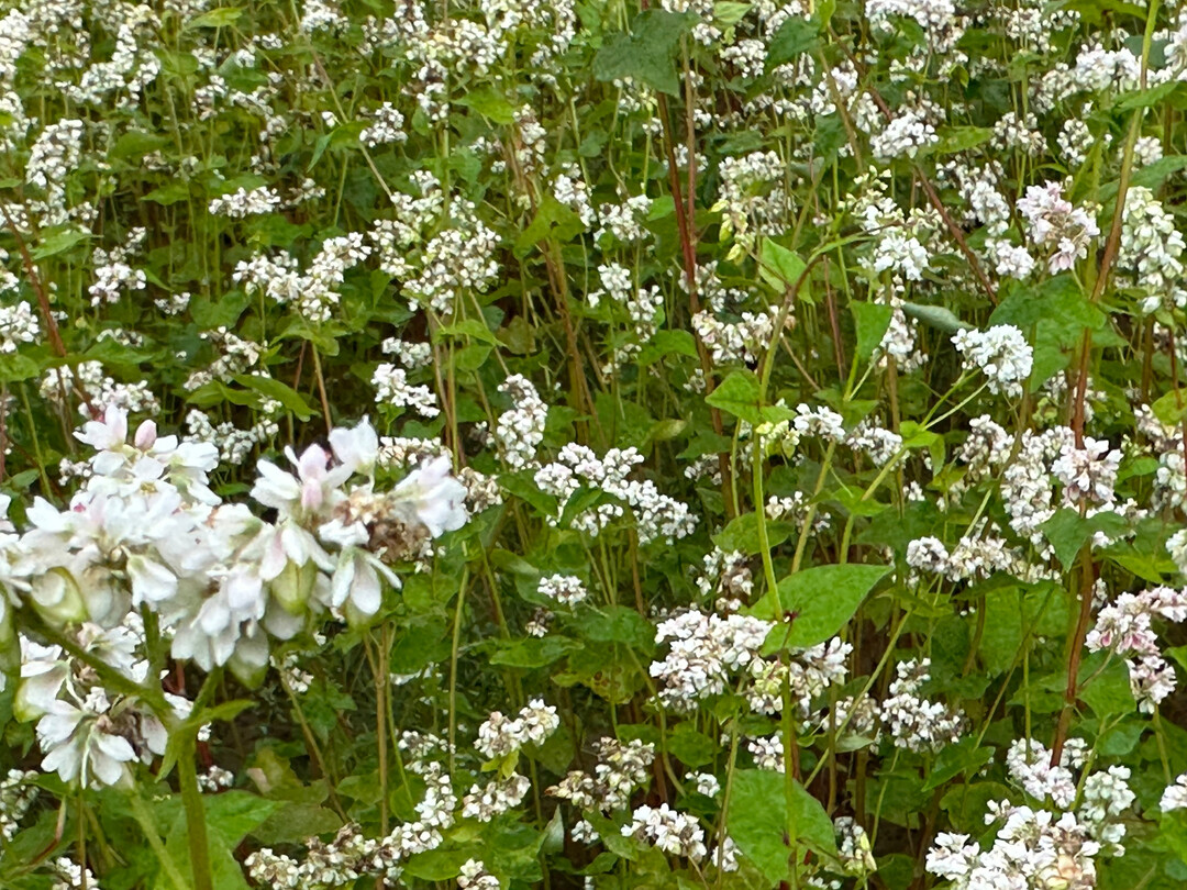 Buchweizen ist eine Pflanzengattung in der Familie der Kn�terichgew�chse.