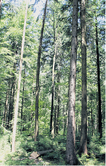 Der Wert eines Waldes h�ngt von vielen Faktoren ab.