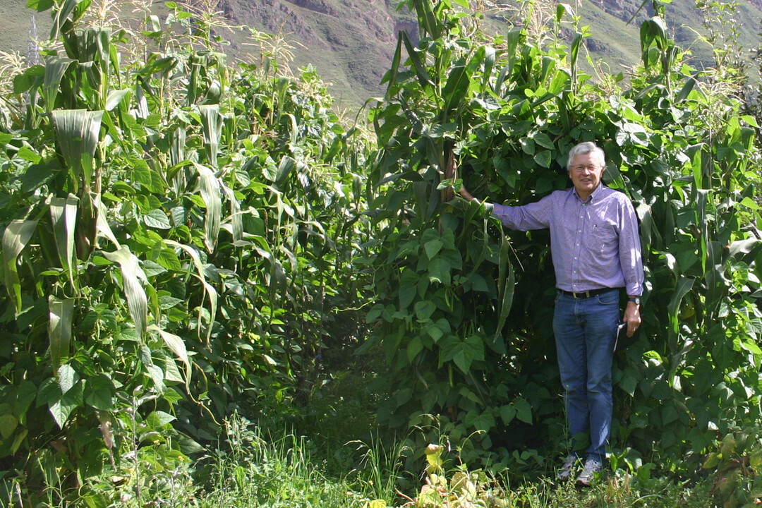 Gemeinsam angebaut k�nnen Bohnen und Mais zu einem beachtlichen Bestand heranwachsen. Der ehemalige Maisz�chter bei KWS, Dr. Walter Schmidt (auf dem Foto vor einem Bestand in Peru), brachte 2006 von Peru die Idee mit, das Anbausystem f�r die Biogasproduktion nutzbar zu machen. 