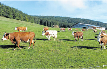 Ein zeitiger Weideauftrieb im Fr�hjahr sorgt f�r eine dichte Grasnarbe.