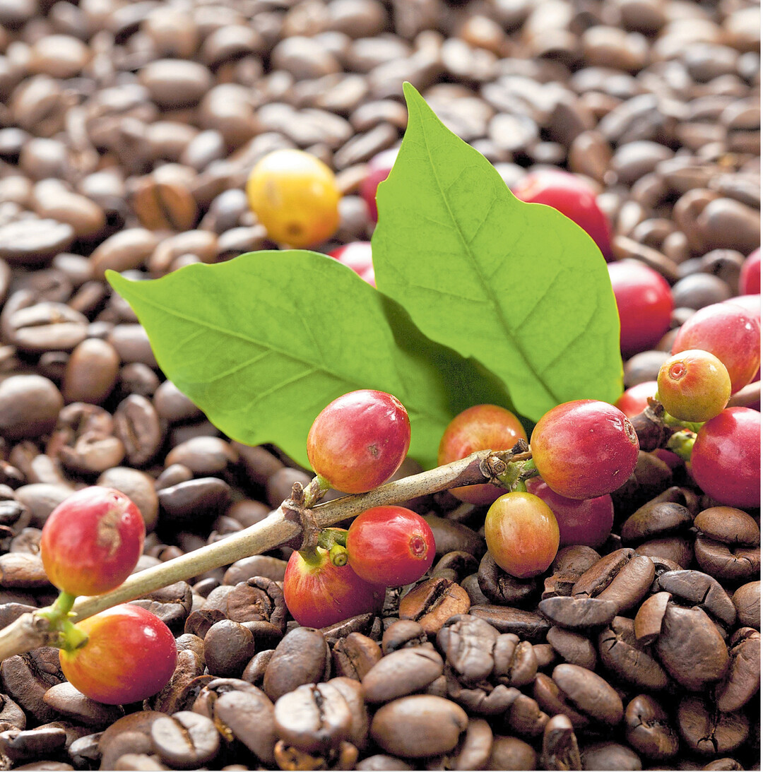 Mit 162 Litern pro Jahr ist Kaffee das Lieblingsgetr�nk der Deutschen. Das entspricht pro Kopf und Jahr etwa 675 Tassen. F�r die n�tigen sieben Kilo Bohnen entstehen rund 50 Euro Kosten. So die Zahlen aus dem Kaffeereport 2017. Jeder Vierte 18- bis 64-J�hrige besitzt inzwischen eine Kapselmaschine, die h�ufig genutzt wird. 21.400 Tonnen Kaffeepulver wurden 2016 in die kleinen Alu-Kapseln gef�llt. F�r diese Bequemlichkeit zahlt der Kunde bis zu 40 Cent pro Tasse statt nur acht Cent f�r Filterkaffee. Bei 675 Tassen kommt diese Art von Kaffeegenuss auf 270 Euro pro Jahr.