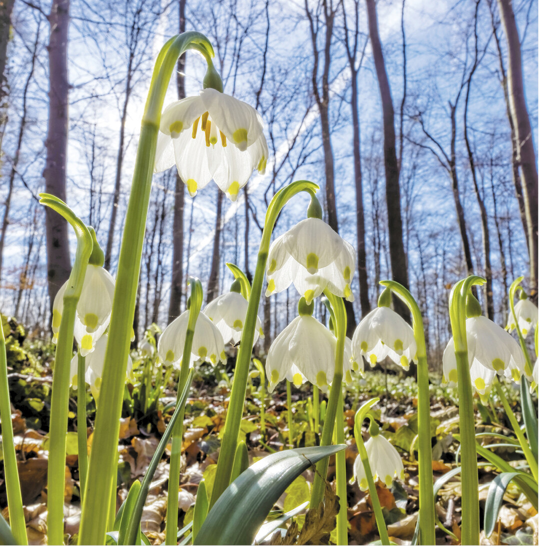 Zur Suche nach bl�henden M�rzenbechern im Neidlinger Tal l�dt der Schw�bische Albverein am Samstag, 30. M�rz, ein. Los geht die Wandertour zu Knaupenfelsen und Ruine Reu�enstein um 10 Uhr in Neidlingen, Ende der Kirchstra�e am Wanderparkplatz Braike; Strecke 12 km, reine Gehzeit 4,5 Stunden. Anmeldung erw�nscht unter Telefon 07021/83306, E-Mail: ichhabe@lustaufteck.de