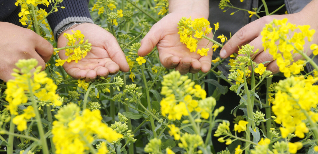 �ber das Abklopfen des Haupttriebs kann die Schadschwelle f�r Rapsglanzk�fer ermittelt werden.