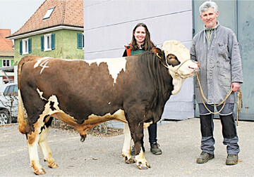 Dieser Bulle Iggpirg war der begehrteste Deckbulle bei der Rasse Vorderw�lder. Er wurde f�r 2300 Euro ersteigert.