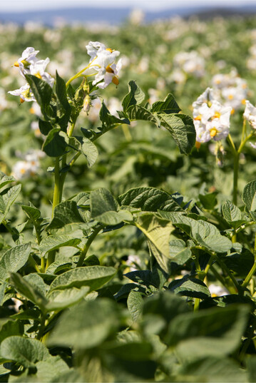 Bis zur Blüte sind 60 Prozent des Mg-Bedarfs aufgenommen. Eine ausreichende Versorgung über den Boden und über das Blatt helfen bei der Aufnahme der fehlenden Närhstoffmenge.