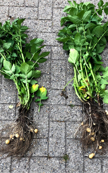 Kartoffeln: rechts behandelt mit einem Biostimulanzprodukt mit Alginsäure, pflanzlichen Aminosäuren und Huminsäuren.