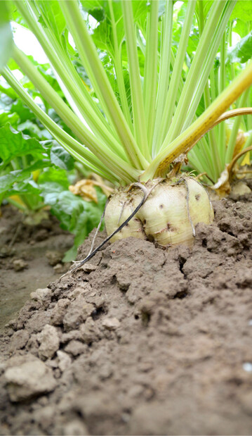 Bei tiefer wurzelnden Sommerungen wie der Zuckerrübe müssen auch tiefere Bodenschichten berücksichtigt werden.