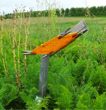 Das Aufkommen der Möhrenfliege wird mit Gelbtafeln kontrolliert.