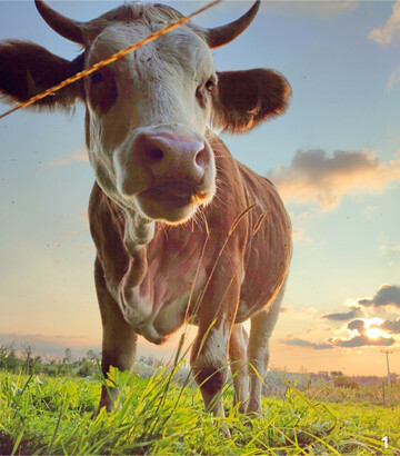 Mithilfe des Weidetagebuchs lässt sich der Nachweis der Weidetage für die Sommerweideprämie einfach erbringen.
