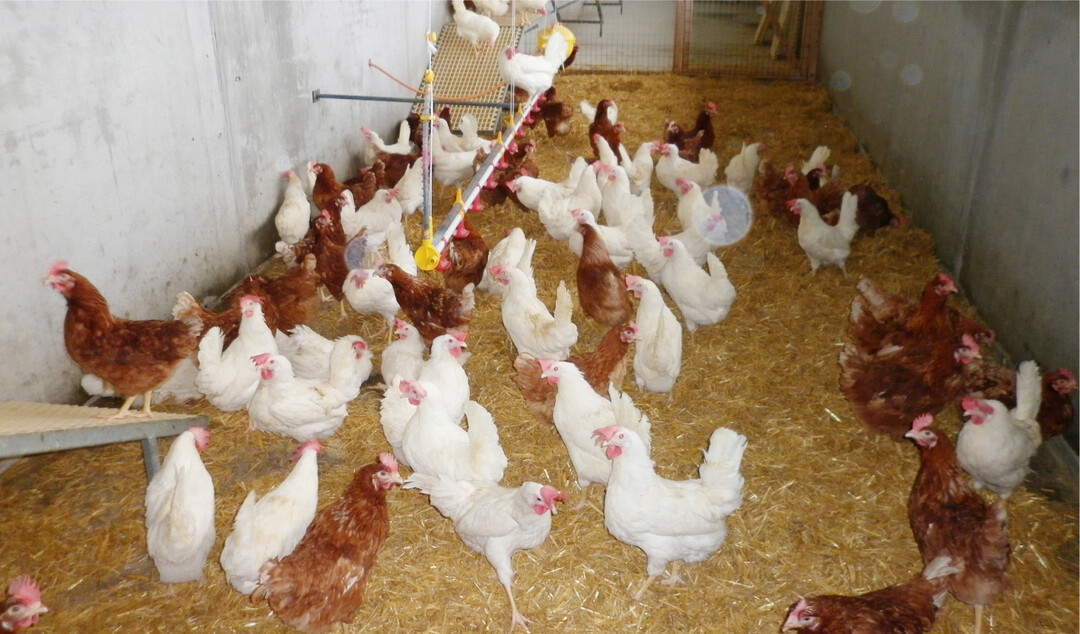 Die Vermarktung der Althennen nach der Legeperiode muss fr�hzeitig geplant werden.� �