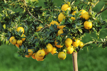 Mit der richtigen Pflege können Zitrusbäumchen auch in unseren Breiten gedeihen.