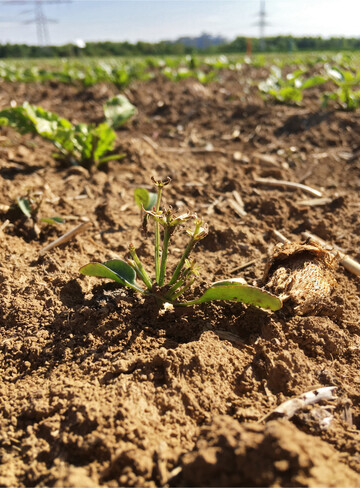 Hier war der Grund f�r die zu hohe Dosierung zu gro�es Klettenlabkraut.