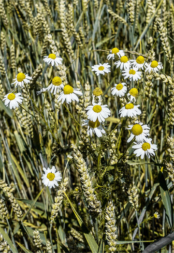 Die Geruchlose Kamille ist leider auf vielen Standorten anzutreffen.