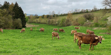 Im Fr�hjahr sollten die Tiere Schritt f�r Schritt an die Weide gew�hnt werden, denn die Futterumstellung muss m�glichst schonend f�r den Pansen erfolgen, um zu verhindern, dass es zu einer �bers�uerung kommt.�