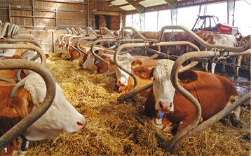 K�he bevorzugen einen weichen, verformbaren, trockenen, m�glichst ebenen Untergrund mit gen�gend Platz und keinen Hindernissen, die das Ablegen und Aufstehen erschweren.