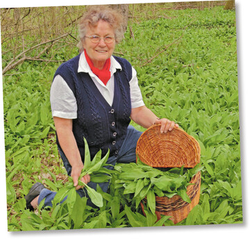 Erika Werner beim Sammlen ihrer Lieblingswildpflanze B�rlauch. Sie schw�rt auf seinen gesundheitlichen Mehrwert.
