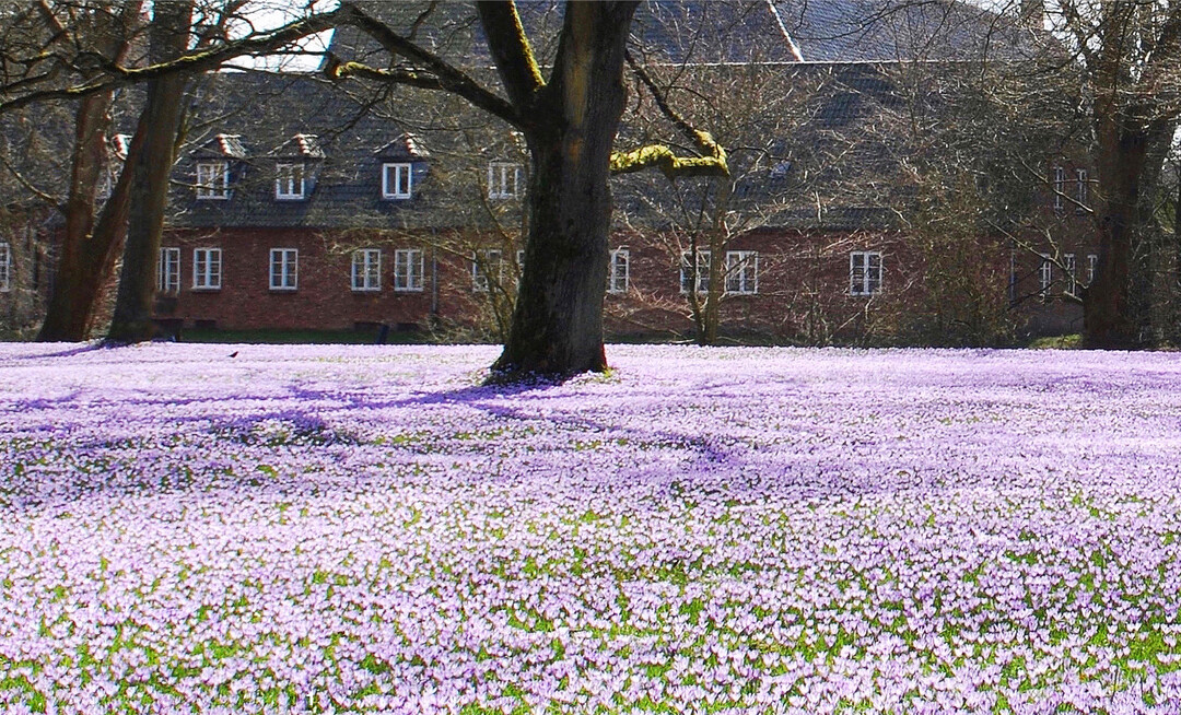 Imposantes Naturschauspiel: Jedes Jahr im M�rz verwandeln f�nf Millionen Krokusse den Husumer Schlosspark in ein lila Bl�tenmeer.