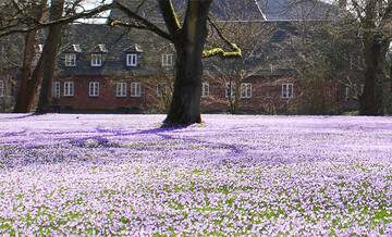 Imposantes Naturschauspiel: Jedes Jahr im M�rz verwandeln f�nf Millionen Krokusse den Husumer Schlosspark in ein lila Bl�tenmeer.