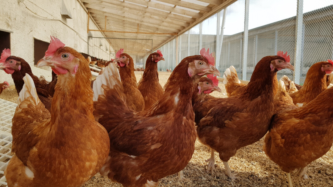 Kanadische Wissenschaftler gehen der Frage nach, ob Obsttrester als Zusatz im Geflügelfutter positiv wirken.