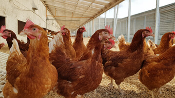 Kanadische Wissenschaftler gehen der Frage nach, ob Obsttrester als Zusatz im Gefl�gelfutter positiv wirken.